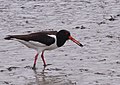 Austernfischer - Haematopus ostralegus