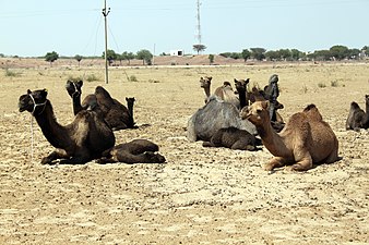 Dromadaires dans le désert entre Bikaner et Jaisalmer en mars 2017.
