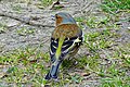 vink (nabij Valthe)