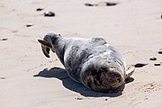 Seals at Horsey Dunes in Norfolk, United Kingdom.