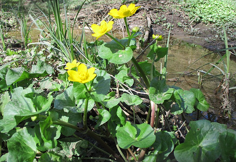 File:20220418Caltha palustris5.jpg