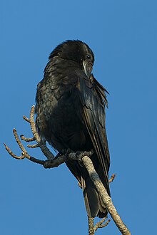 Blue-green sheen visible on feathers 20230827 fish crow south meadows PND00775 1-topaz-enhance-3600h.jpg