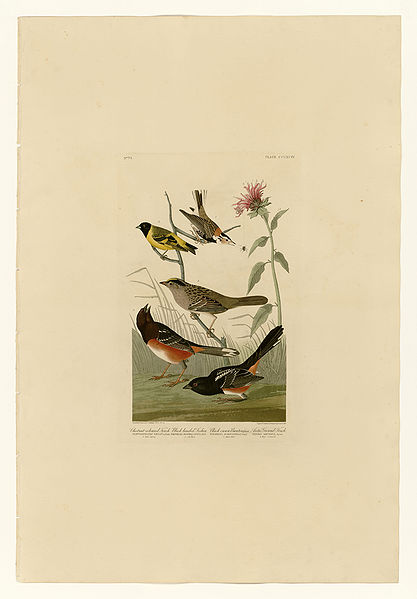 File:394 I. Chestnut-coloured Finch - 2. Black-headed Siskin - 3. Black crown Bunting - 4. Arctic Ground Finch.jpg