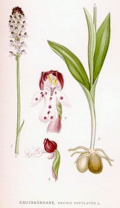 plate 403 Orchis ustulata