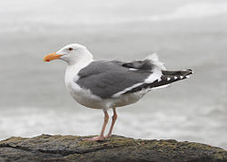 7769 western gull munsel (7740857508).jpg