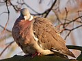 A Wood Pigeon (Columba palumbus).jpg