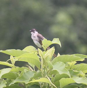 A bird in East Taiwan.jpg