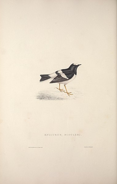 File:A century of birds from the Himalaya Mountains (TAB. XXVIII) (9240015910).jpg