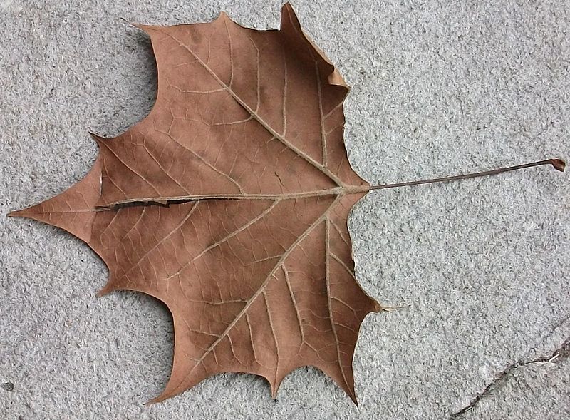 File:A dead leaf.jpg