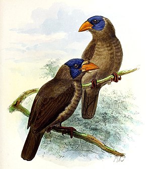 Descrizione dell'immagine A monograph of the Capitonidæ, or scansorial barbets (20181451181), crop.jpg.