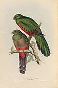 A monograph of the Trogonidae, or family of trogons (25699588337).jpg