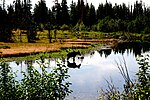 A moose with reflection in Grand Teton NP.jpg