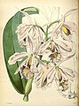 Cattleya maxima plate 131 in: James Bateman: A Second Century of Orchidaceous Plants London (1867)