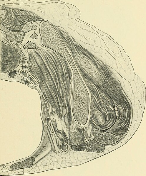 File:A textbook of obstetrics (1898) (14757529226).jpg