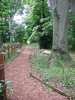 A woodland walk - geograph.org.uk - 1387335