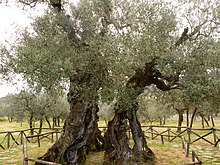 Etwa 1700 Jahre alter Olivenbaum in Bovara in Umbrien