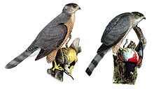 Comparison of a male Cooper's hawk (left) with prey and a female sharp-shinned hawk (right) with prey. Both prey items are about one third the weight of the respective hawks. Accipiter cooperii striatusDO1908P0203A.jpg