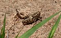 Fourth instar nymph photographed near Gnibi, Senegal