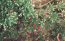 Acrothamnus hookeri Careys Peak, travanj 1995.jpg