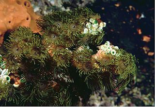 <i>Acrozoanthus</i> Genus of corals