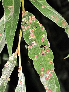 <i>Aculus tetanothrix</i> Species of mite