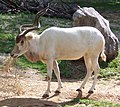 Addax