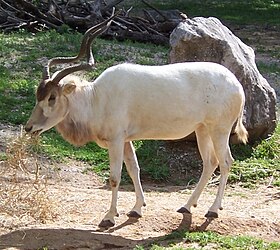 Adaks Antilopa