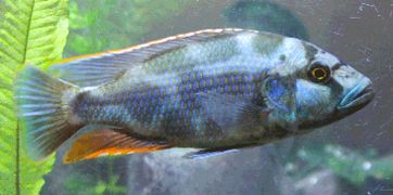 Nimbochromis livingstonii