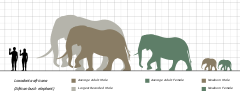 African-Elephant-Scale-Chart-SVG-Steveoc86.svg