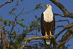 African Fish Eagle AdF.jpg 