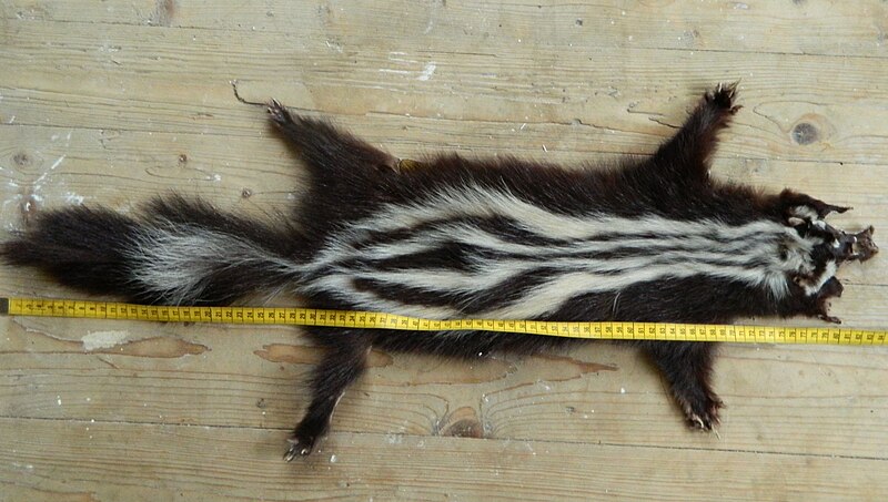 File:African skunk fur-skin (striped polecat (Ictonyx striatus), also called the African polecat, zoril, zorille, zorilla, Cape polecat).jpg