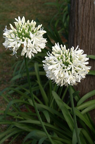 File:Agapanthus africanus white.JPG - Wikimedia Commons