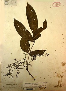 Herbarium specimen of "Aglaia cumingiana"