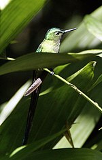 Miniatura per Colibrí silf