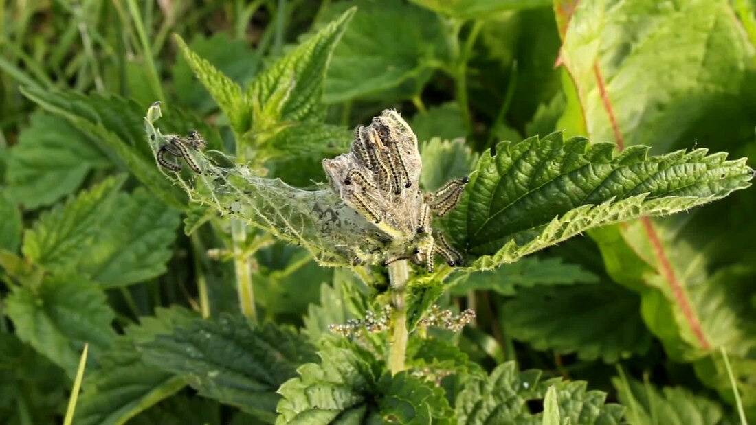 Urtica dioica