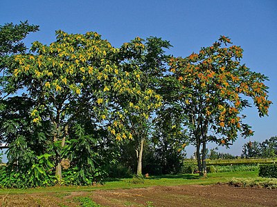 Ailanthus altissima Habitus