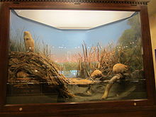 Muskrat Group, one of Akeley's early works for the Milwaukee Public Museum