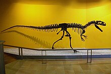 Al·losaure (Allosaurus fragilis) au Museu de Ciències Naturals de València.JPG