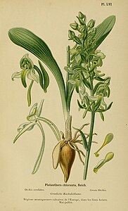 plate 56 Platanthera chlorantha