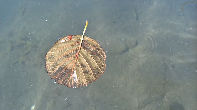 Alder leaf floating on the water]]