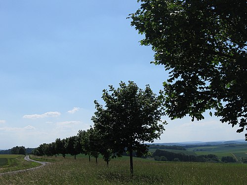 Allee der Generationen der Freiherren von Thüngen von Osten