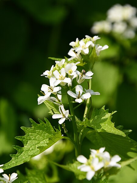 File:Alliaria petiolata (26774284347).jpg