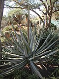 Aloe suzannae üçün miniatür