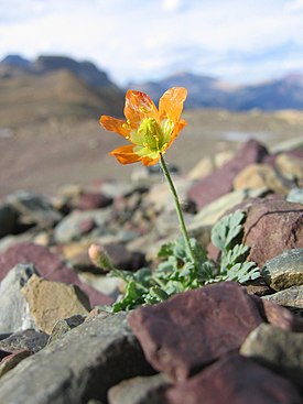 Papaver pygmaeum в Национальном парке Глейшер (США)