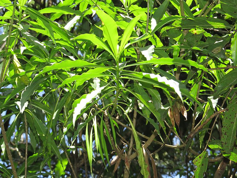 File:Alstonia venenata - Poison Devil Tree - at Mannavan Shola, Anamudi Shola National Park, Kerala (6).jpg
