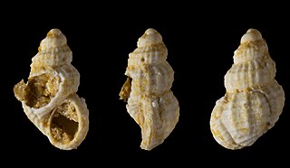 <i>Alvania dollfusi</i> Species of gastropod