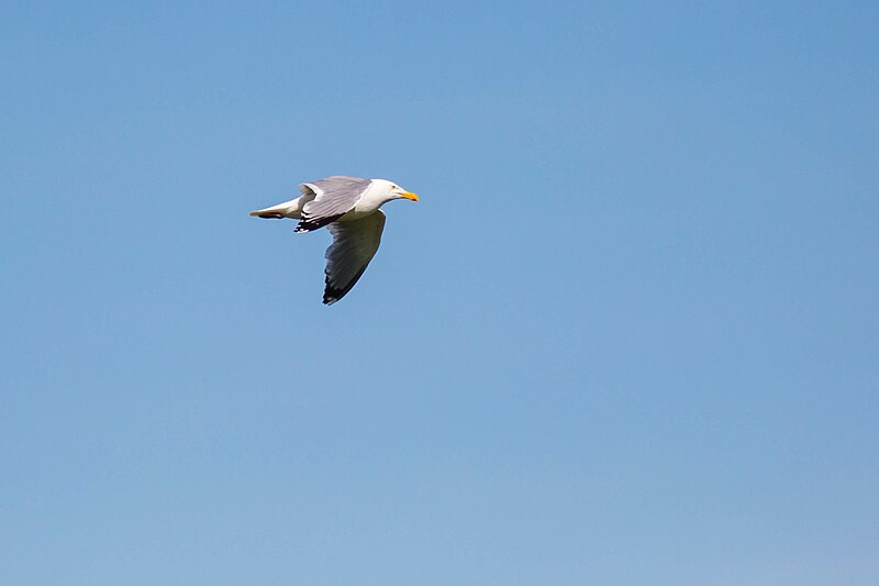 File:American Herring Gull, CT (35452099006).jpg