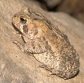 Descrição da imagem American_Toad, _Maryland.jpg.