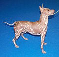 American Hairless Terrier, Hairless, isabella spotted