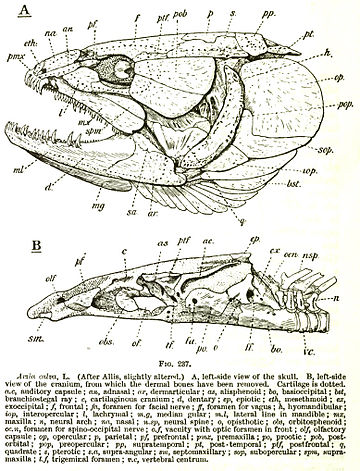 Hyomandibula